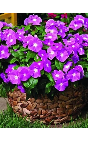 Катарантус ампельный Mediterranean Deep Orchid
