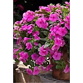 Катарантус ампельный Mediterranean Lilac