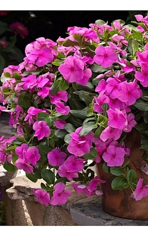 Катарантус ампельный Mediterranean Lilac