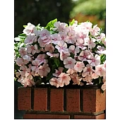 Катарантус ампельный Mediterranean Peach