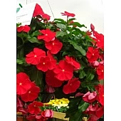 Катарантус ампельный Mediterranean Red