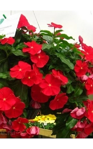 Катарантус ампельный Mediterranean Red