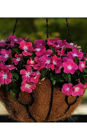 Катарантус ампельный Mediterranean Rose Halo