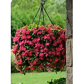 Катарантус ампельний Mediterranean Rose Hot