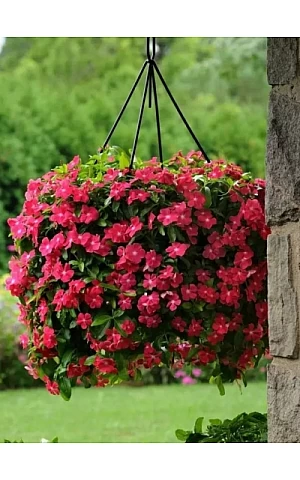 Катарантус ампельный Mediterranean Rose Hot