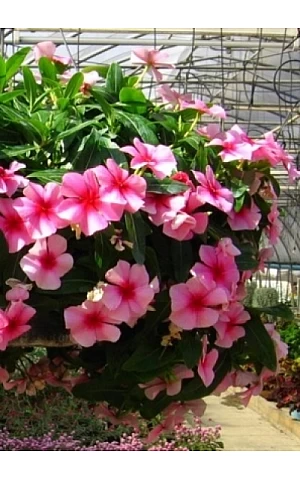 Катарантус ампельный Mediterranean Strawberry