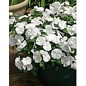 Катарантус ампельный Mediterranean White