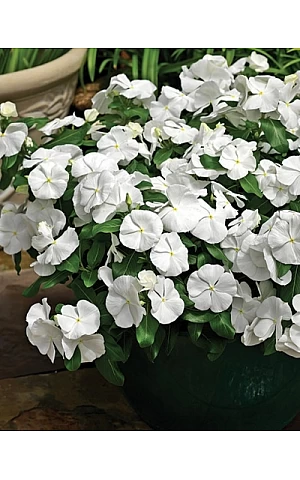 Катарантус ампельный Mediterranean White