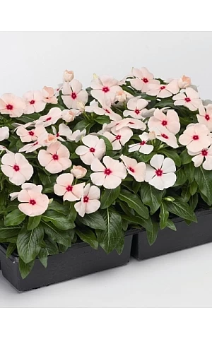 Катарантус SunStorm Apricot