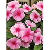 Катарантус SunStorm Blush