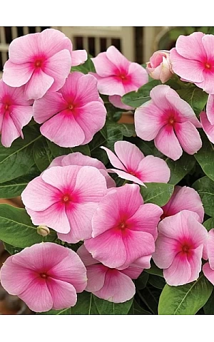 Катарантус SunStorm Blush
