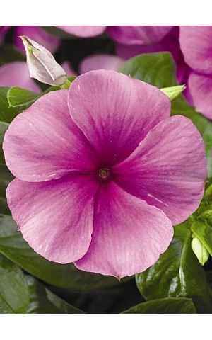 Катарантус SunStorm Deep Lilac