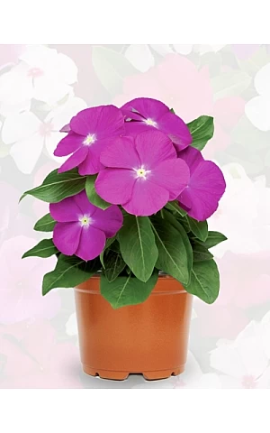 Катарантус SunStorm Deep Orchid