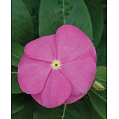 Катарантус SunStorm Deep Pink