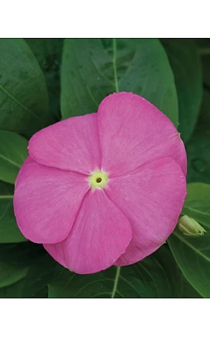 Катарантус SunStorm Deep Pink