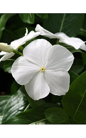 Катарантус SunStorm Pure White