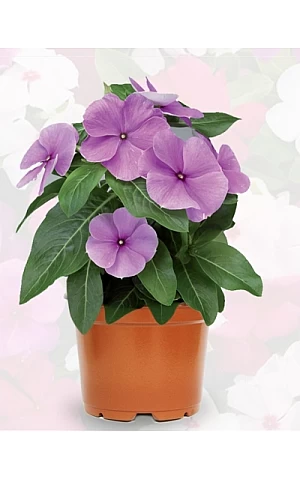 Катарантус SunStorm Purple