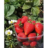 Клубника FRIGO Альба
