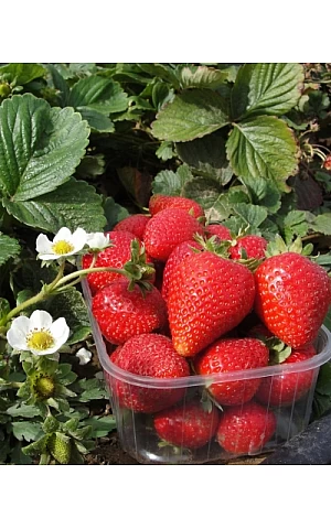 Клубника FRIGO Альба