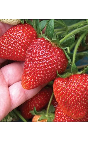 Клубника FRIGO Алегро