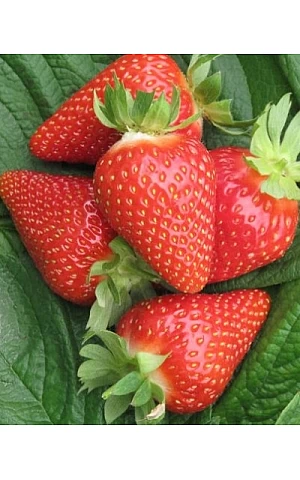 Клубника FRIGO Ами