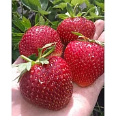 Клубника FRIGO Аня