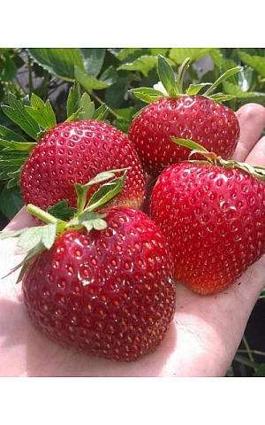 Клубника FRIGO Аня