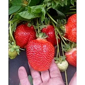 Клубника FRIGO Азия