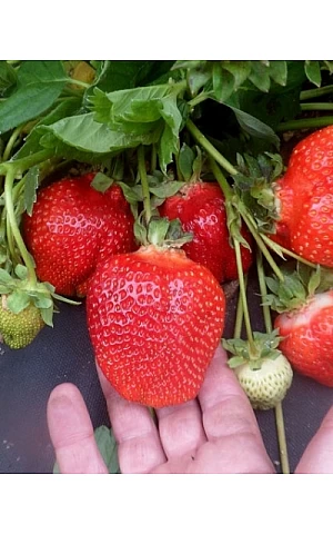 Клубника FRIGO Азия