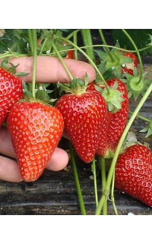 Клубника FRIGO Чудо мира