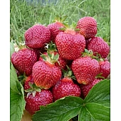 Полуниця FRIGO Еверлі