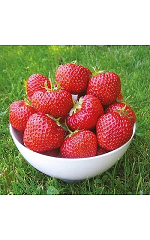 Клубника FRIGO Фенелла