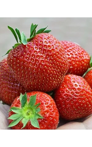 Клубника FRIGO Фейз