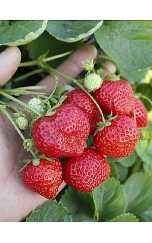 Клубника FRIGO Гармония