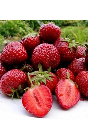Клубника FRIGO Хоней