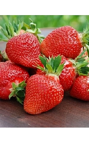 Клубника FRIGO Клери
