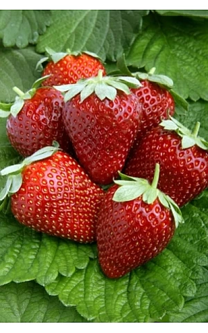 Клубника FRIGO Магнус