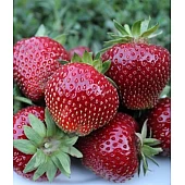 Клубника FRIGO Мальвина