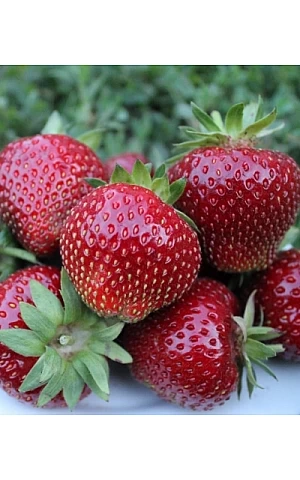 Клубника FRIGO Мальвина