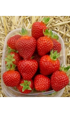 Клубника FRIGO Ромина