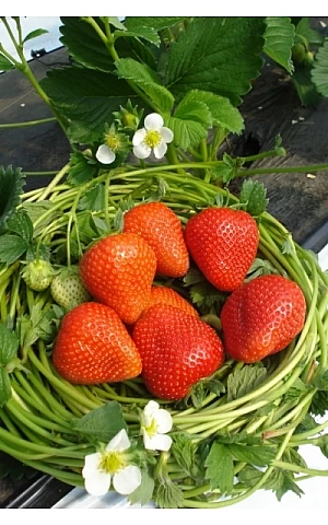 Клубника FRIGO Румба