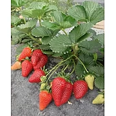 Полуниця FRIGO Сан Андреас