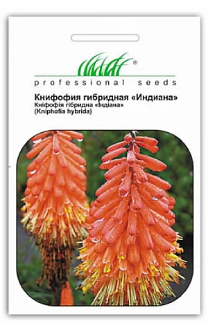 Книфофия Индиана 