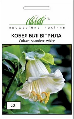 Кобея Белые паруса 