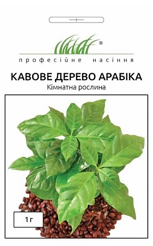 Кофейное дерево Арабика  