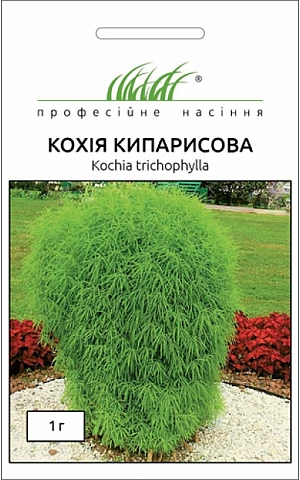 Кохия кипарисовая 
