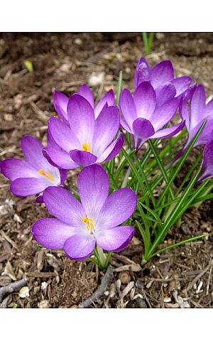 Крокус Ботанічний Barrs Purple