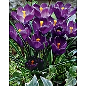 Крокус Великоквіткова Flower Record