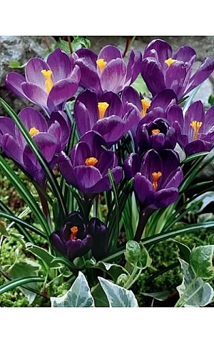 Крокус Великоквіткова Flower Record