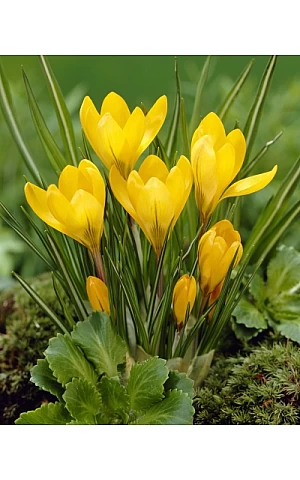 Крокус Великоквітковий Yellow